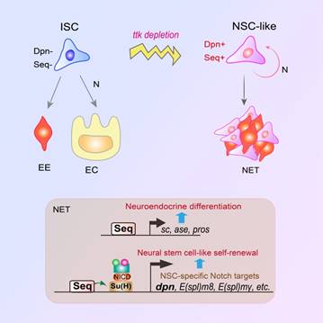 说明: D:\SynologyDrive research current\Data-since 2018\lineage confliction\V4 submission-2019-07 submitted to CR\R1\Graphic abstract R3.jpg